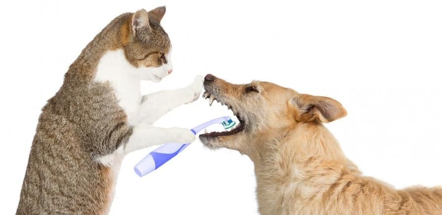 Стоматологические услуги для животных